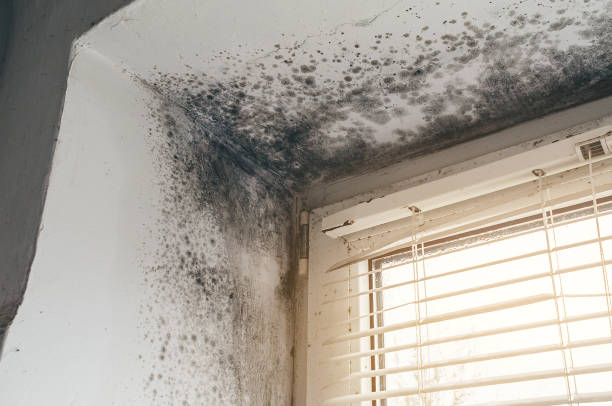 Affordable Basement Mold Remediation solutions in Jonestown, PA